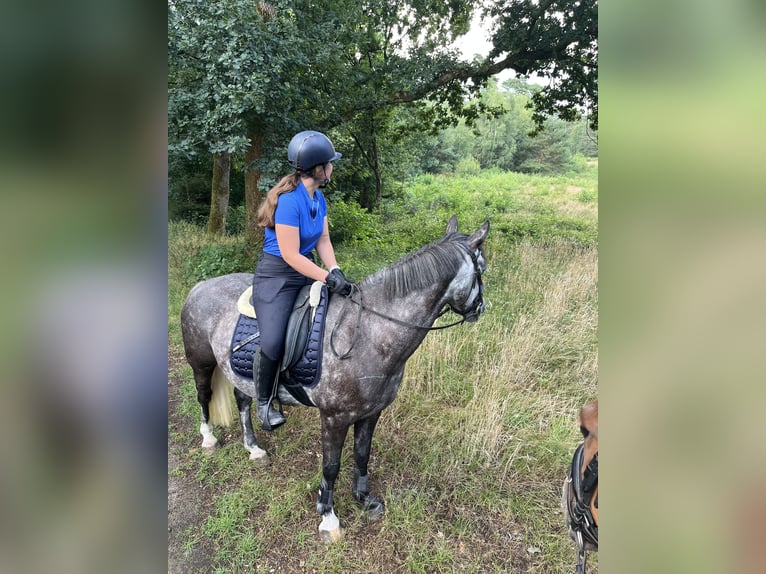 Irish Sport Horse Gelding 5 years 14,2 hh Grey in Stokkum
