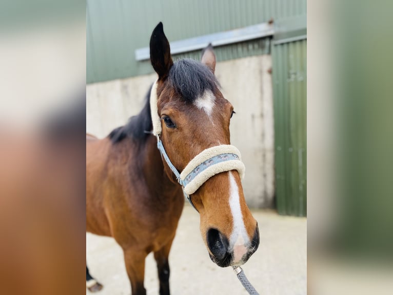 Irish Sport Horse Gelding 5 years 15,1 hh Bay in Sligo