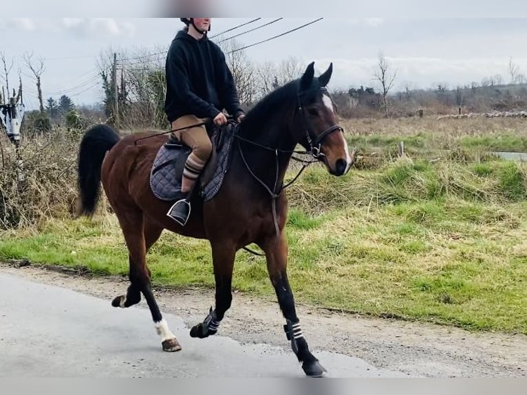 Irish Sport Horse Gelding 5 years 15,1 hh Bay in Sligo