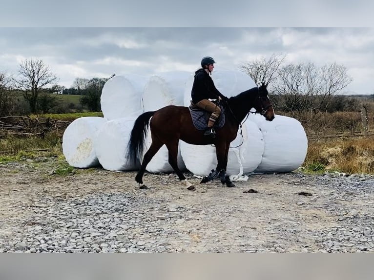 Irish Sport Horse Gelding 5 years 15,1 hh Bay in Sligo