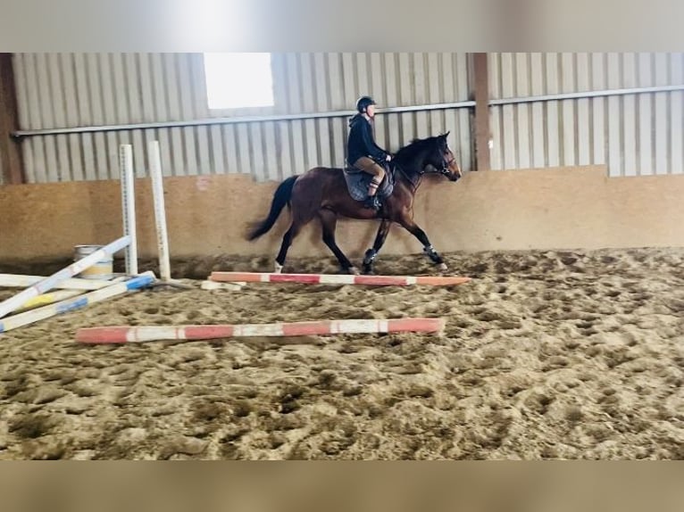 Irish Sport Horse Gelding 5 years 15,1 hh Bay in Sligo