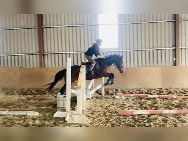 Irish Sport Horse Gelding 5 years 15,1 hh Bay in Sligo