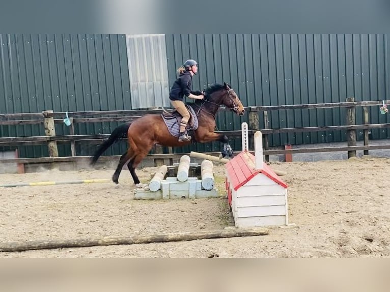 Irish Sport Horse Gelding 5 years 15,1 hh Bay in Sligo