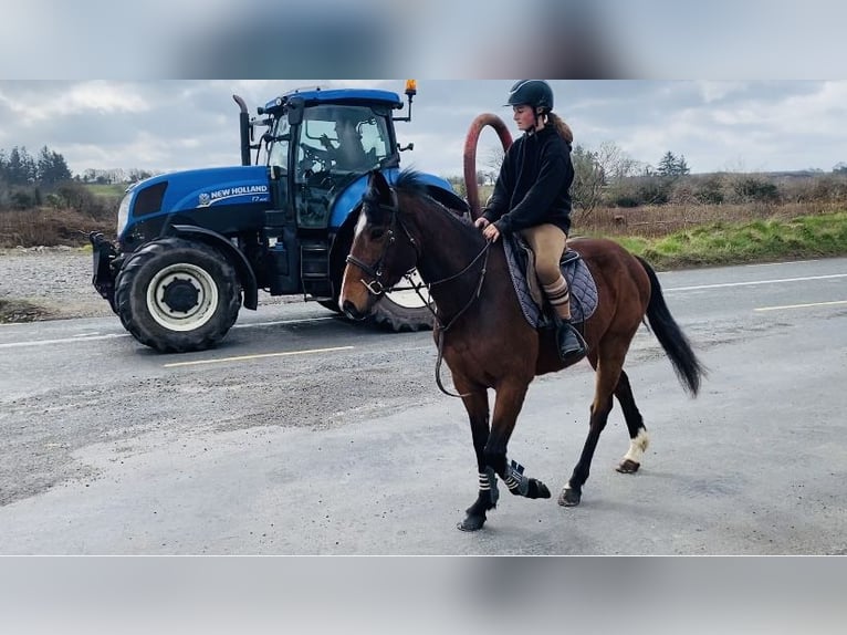 Irish Sport Horse Gelding 5 years 15,1 hh Bay in Sligo