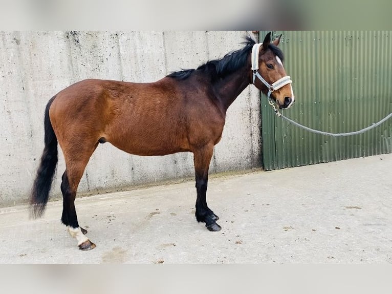 Irish Sport Horse Gelding 5 years 15,1 hh Bay in Sligo