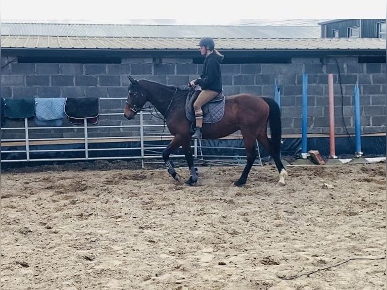 Irish Sport Horse Gelding 5 years 15,1 hh Bay in Sligo