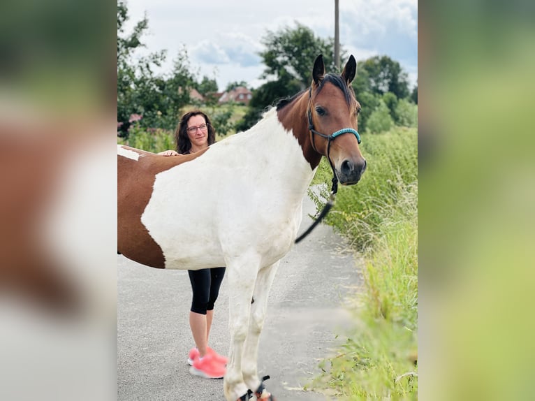 Irish Sport Horse Gelding 5 years 15,1 hh Pinto in Bockenem