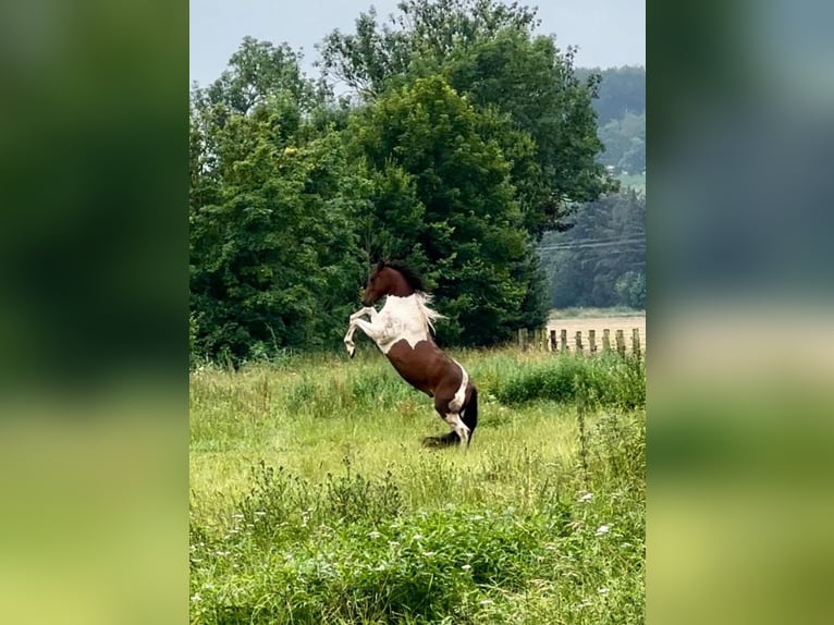 Irish Sport Horse Gelding 5 years 15,1 hh Pinto in Bockenem