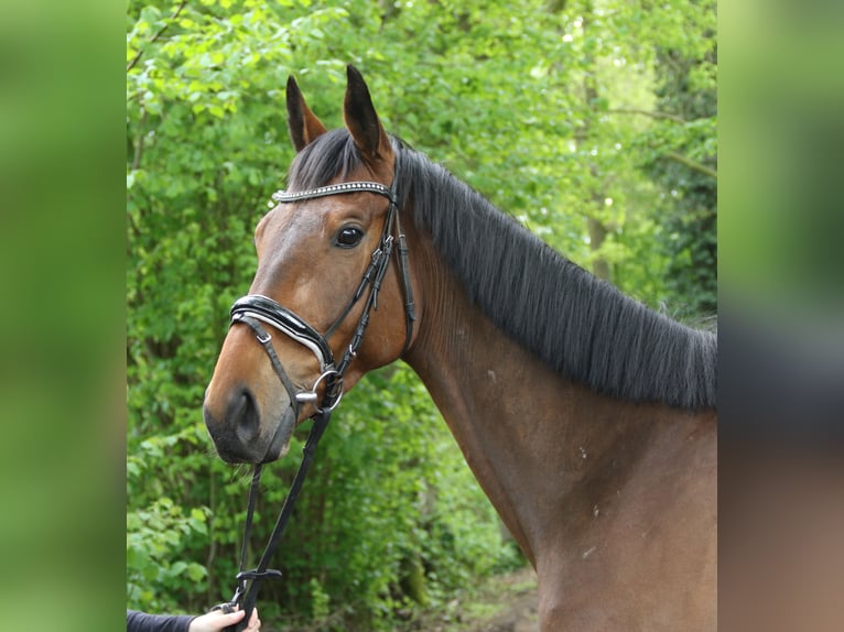 Irish Sport Horse Gelding 5 years 15,2 hh Brown in Nettetal