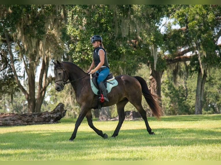 Irish Sport Horse Mix Gelding 5 years 15 hh Buckskin in Ocala