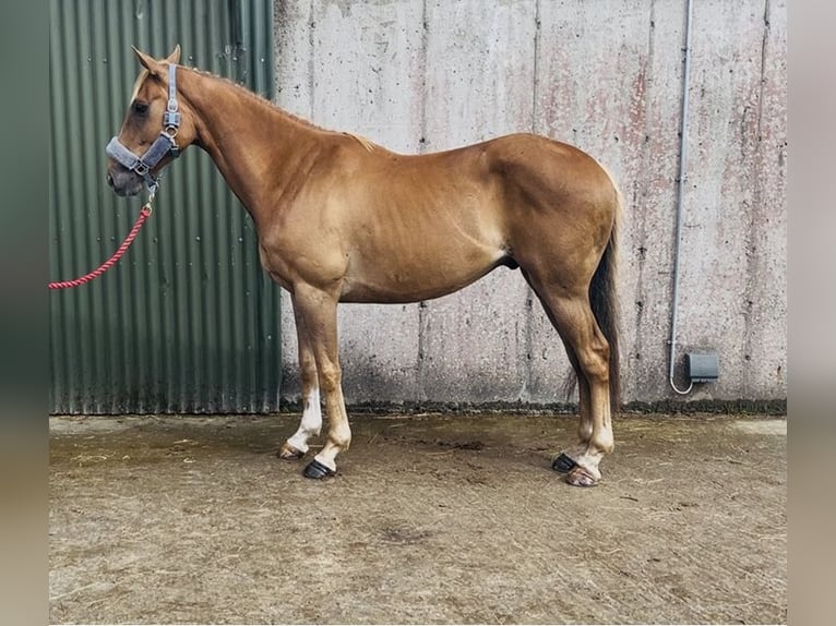 Irish Sport Horse Gelding 5 years 15 hh Chestnut in Sligo