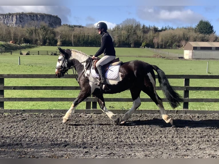Irish Sport Horse Mix Gelding 5 years 15 hh Leopard-Piebald in Laois