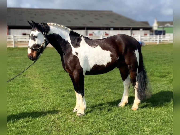 Irish Sport Horse Mix Gelding 5 years 15 hh Leopard-Piebald in Laois