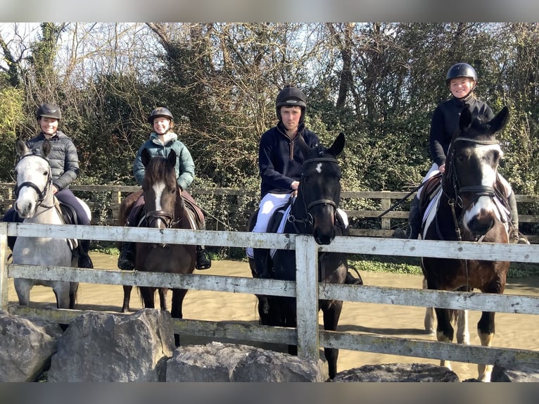 Irish Sport Horse Mix Gelding 5 years 15 hh Leopard-Piebald in Laois