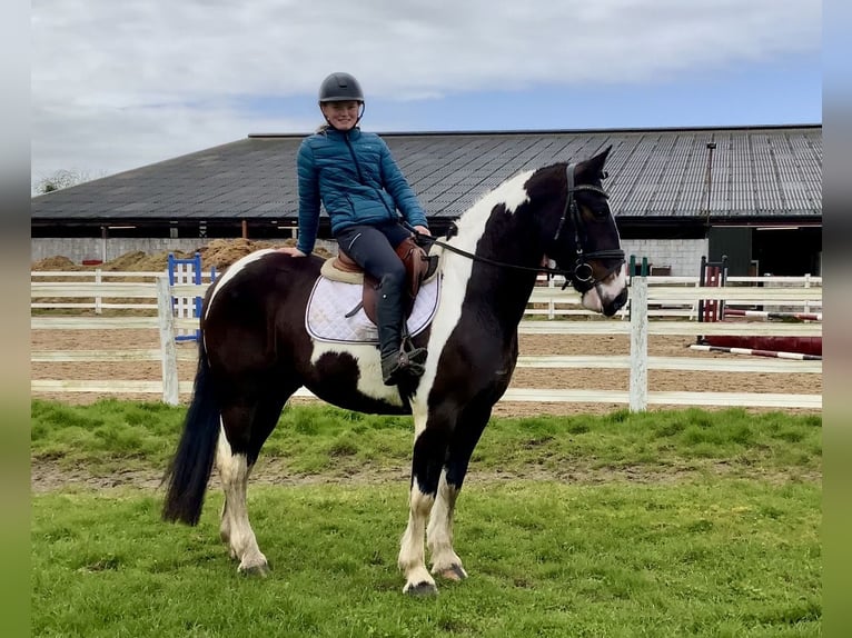 Irish Sport Horse Mix Gelding 5 years 15 hh Leopard-Piebald in Laois