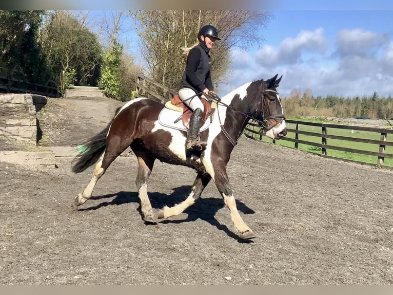 Irish Sport Horse Mix Gelding 5 years 15 hh Leopard-Piebald in Laois
