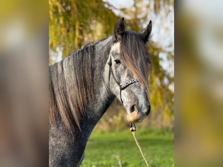 Irish Sport Horse Mix Gelding 5 years 15,2 hh Can be white in Achstetten