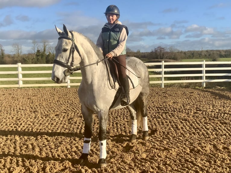Irish Sport Horse Gelding 5 years 15,2 hh Grey-Dapple in Mountrath