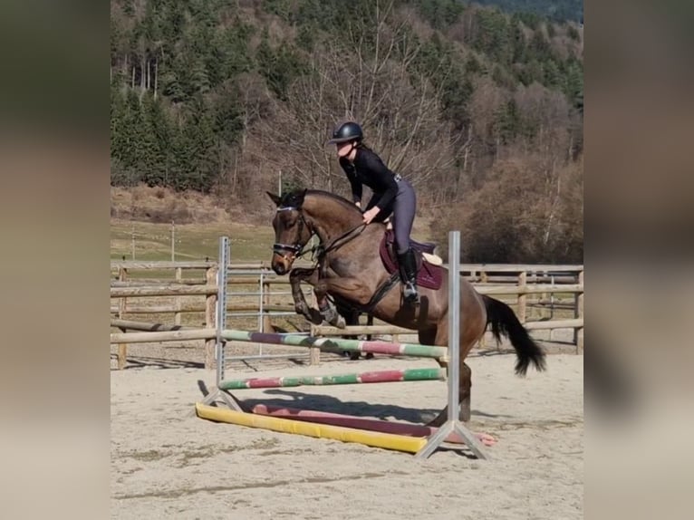 Irish Sport Horse Gelding 5 years 15,3 hh Bay-Dark in Gummern