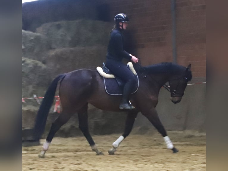 Irish Sport Horse Mix Gelding 5 years 15,3 hh Brown in Uelsen