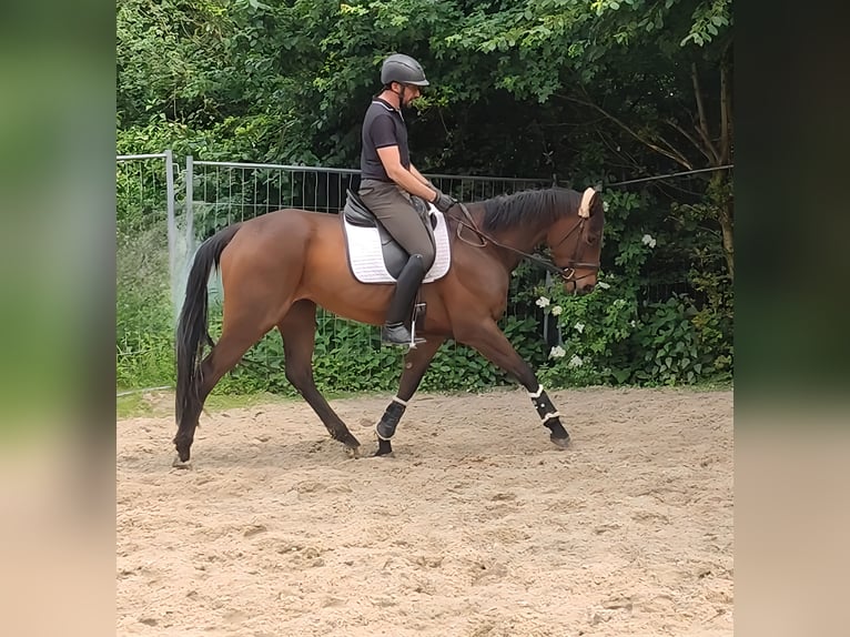 Irish Sport Horse Gelding 5 years 16,1 hh Brown in Lage