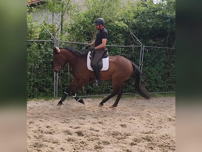 Irish Sport Horse Gelding 5 years 16,1 hh Brown in Lage