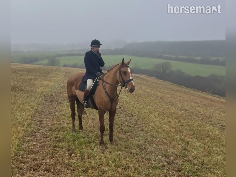 Irish Sport Horse Gelding 5 years 16,1 hh Chestnut in Lismore