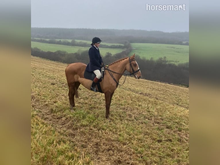 Irish Sport Horse Gelding 5 years 16,1 hh Chestnut in Lismore