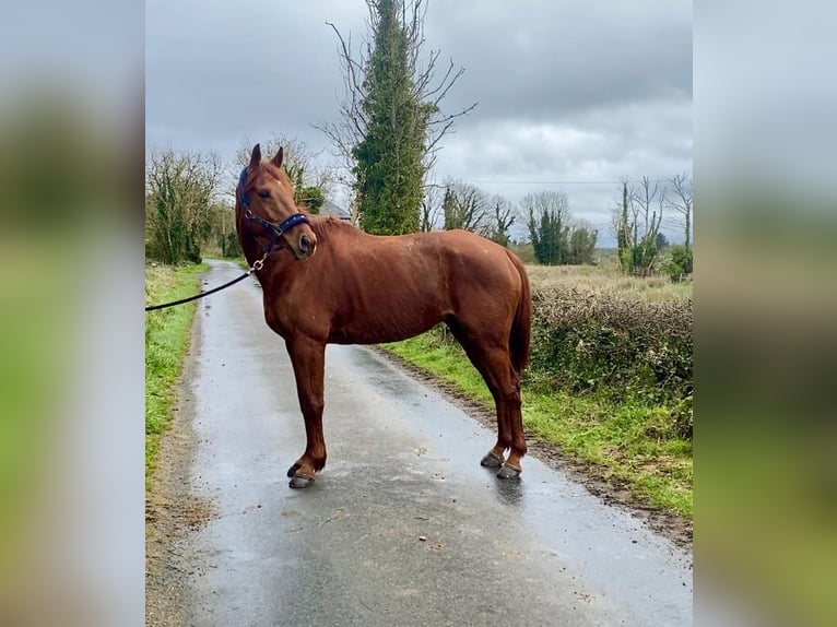Irish Sport Horse Gelding 5 years 16,1 hh Chestnut in Sligo