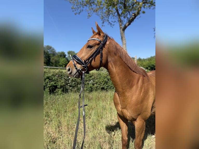 Irish Sport Horse Gelding 5 years 16.1 hh Chestnut-Red in Berlin