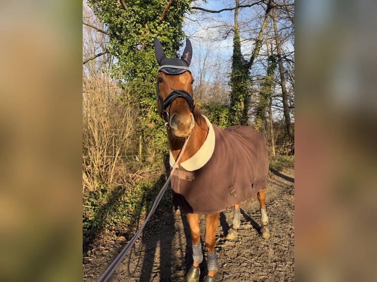 Irish Sport Horse Gelding 5 years 16.1 hh Chestnut-Red in Berlin