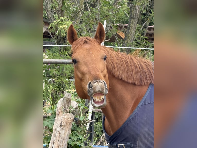 Irish Sport Horse Gelding 5 years 16.1 hh Chestnut-Red in Berlin