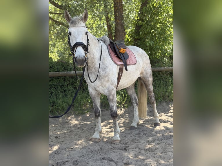 Irish Sport Horse Gelding 5 years 16.1 hh Grey-Dapple in Trebbin