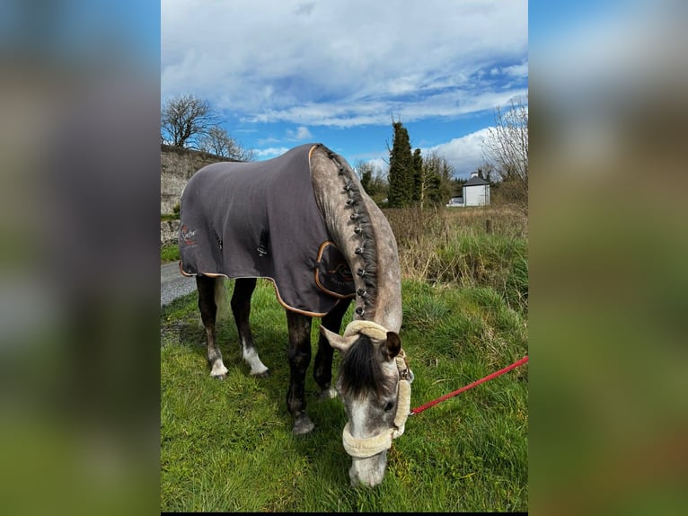 Irish Sport Horse Gelding 5 years 16.1 hh Grey-Dapple in Sligo