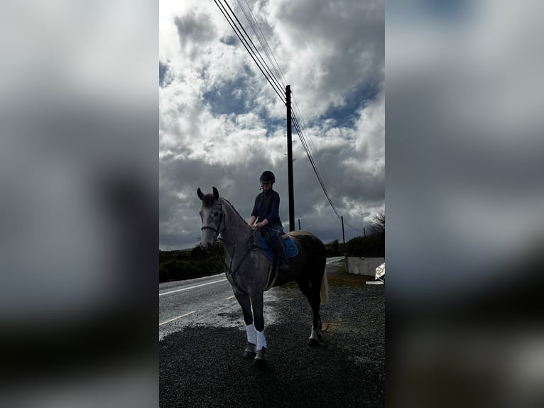 Irish Sport Horse Gelding 5 years 16.1 hh Grey-Dapple in Sligo