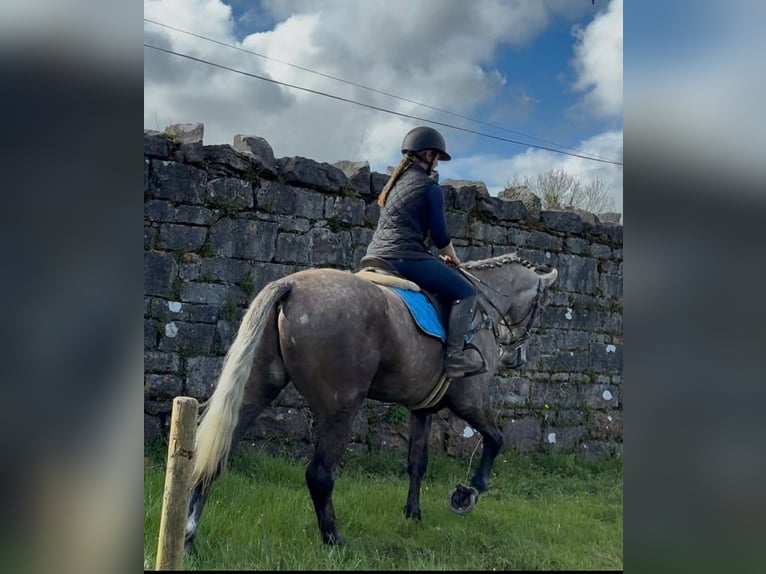 Irish Sport Horse Gelding 5 years 16.1 hh Grey-Dapple in Sligo