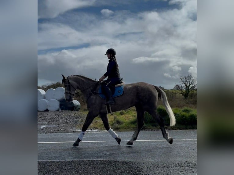 Irish Sport Horse Gelding 5 years 16.1 hh Grey-Dapple in Sligo