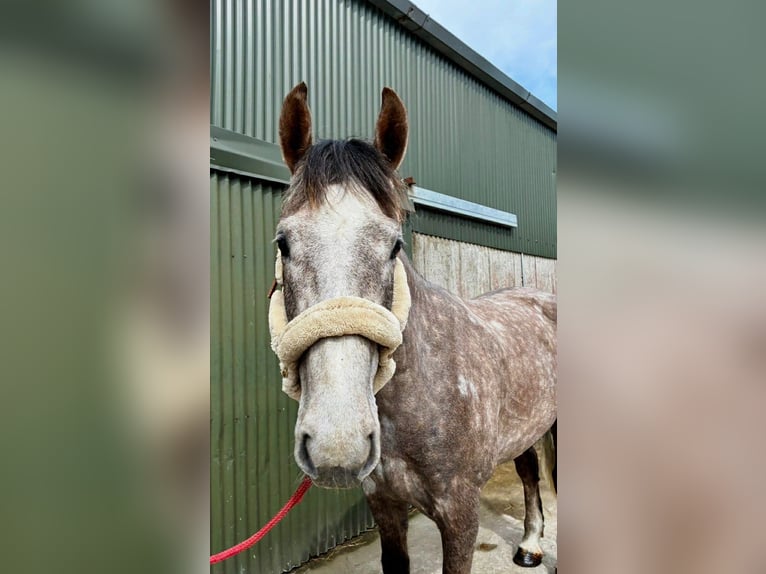 Irish Sport Horse Gelding 5 years 16.1 hh Grey-Dapple in Sligo