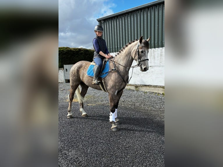 Irish Sport Horse Gelding 5 years 16.1 hh Grey-Dapple in Sligo