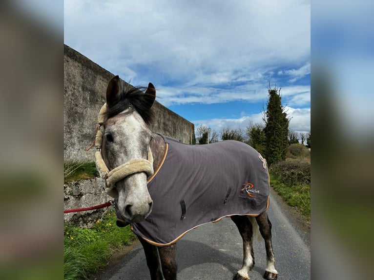 Irish Sport Horse Gelding 5 years 16.1 hh Grey-Dapple in Sligo