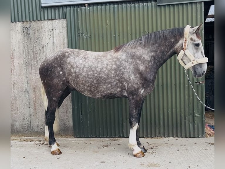 Irish Sport Horse Gelding 5 years 16.1 hh Grey-Dapple in Sligo