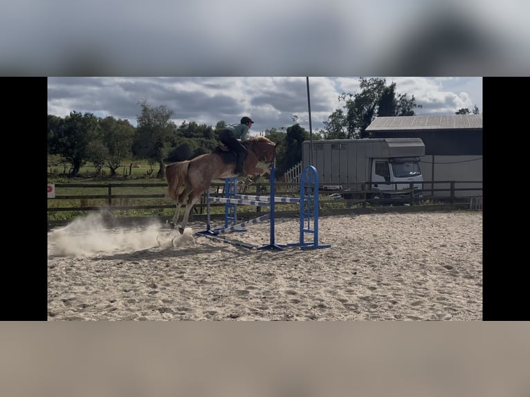Irish Sport Horse Gelding 5 years 16.1 hh Roan-Red in Leitrim