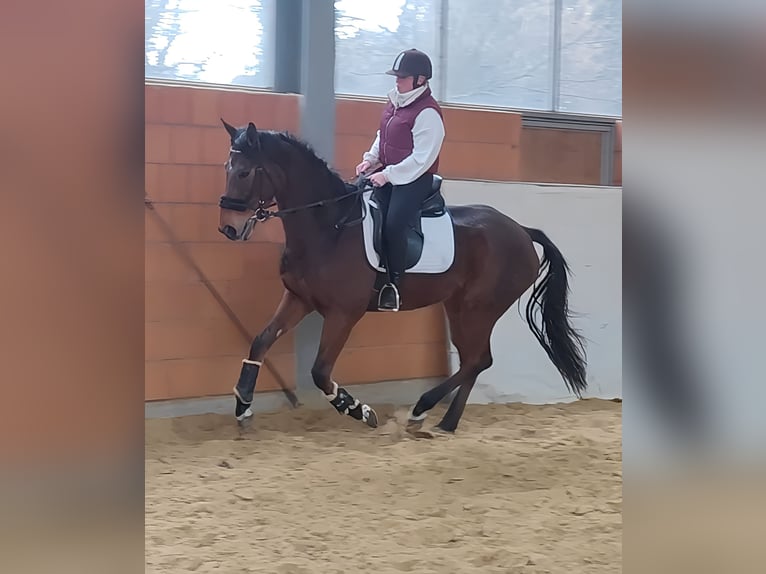 Irish Sport Horse Gelding 5 years 16,2 hh Brown in Lage