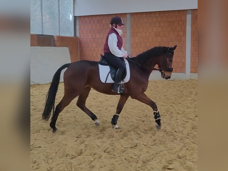 Irish Sport Horse Gelding 5 years 16,2 hh Brown in Lage