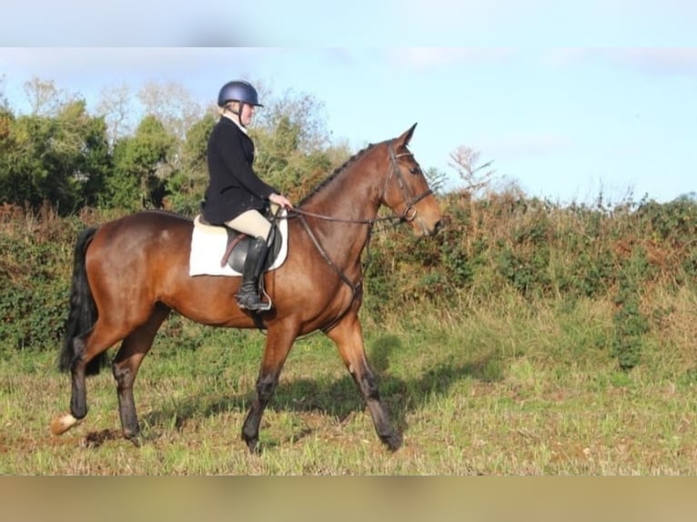 Irish Sport Horse Gelding 5 years 16,3 hh Brown in Glenbrien