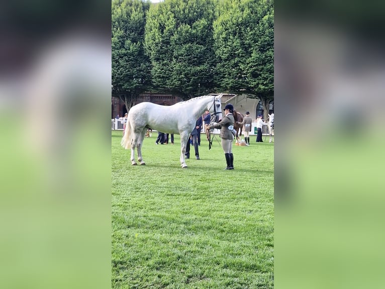 Irish Sport Horse Gelding 5 years 16,3 hh Gray in Cork