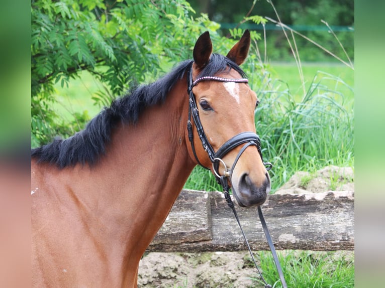 Irish Sport Horse Gelding 5 years 16 hh Brown in Wachtendonk