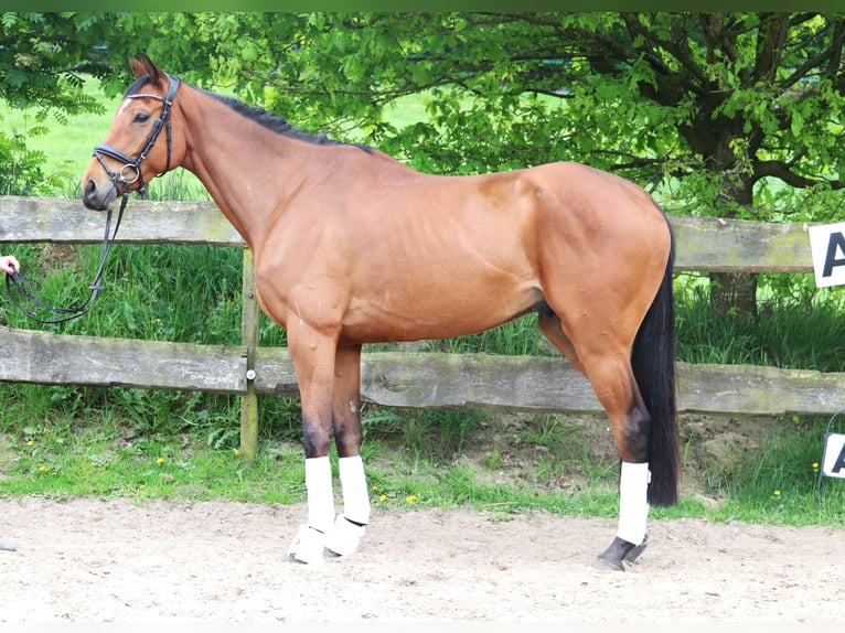 Irish Sport Horse Gelding 5 years 16 hh Brown in Wachtendonk