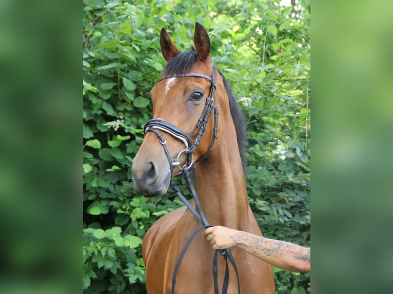Irish Sport Horse Gelding 5 years 16 hh Brown in Wachtendonk