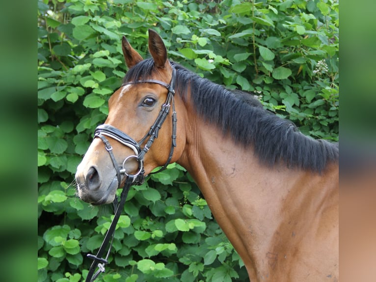 Irish Sport Horse Gelding 5 years 16 hh Brown in Wachtendonk